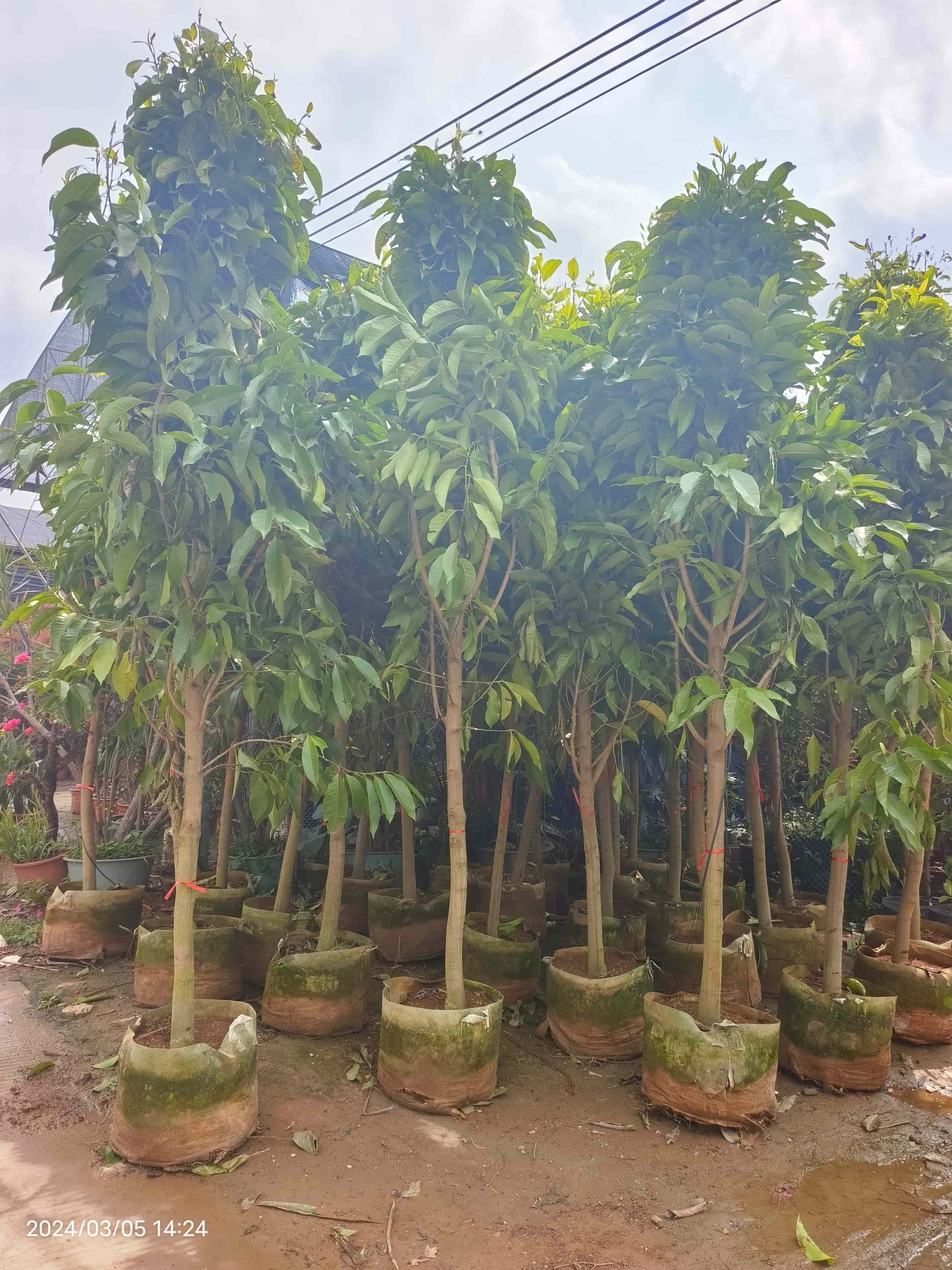 植树管家--今年的植树节，我想“栽”在你手里(图3)