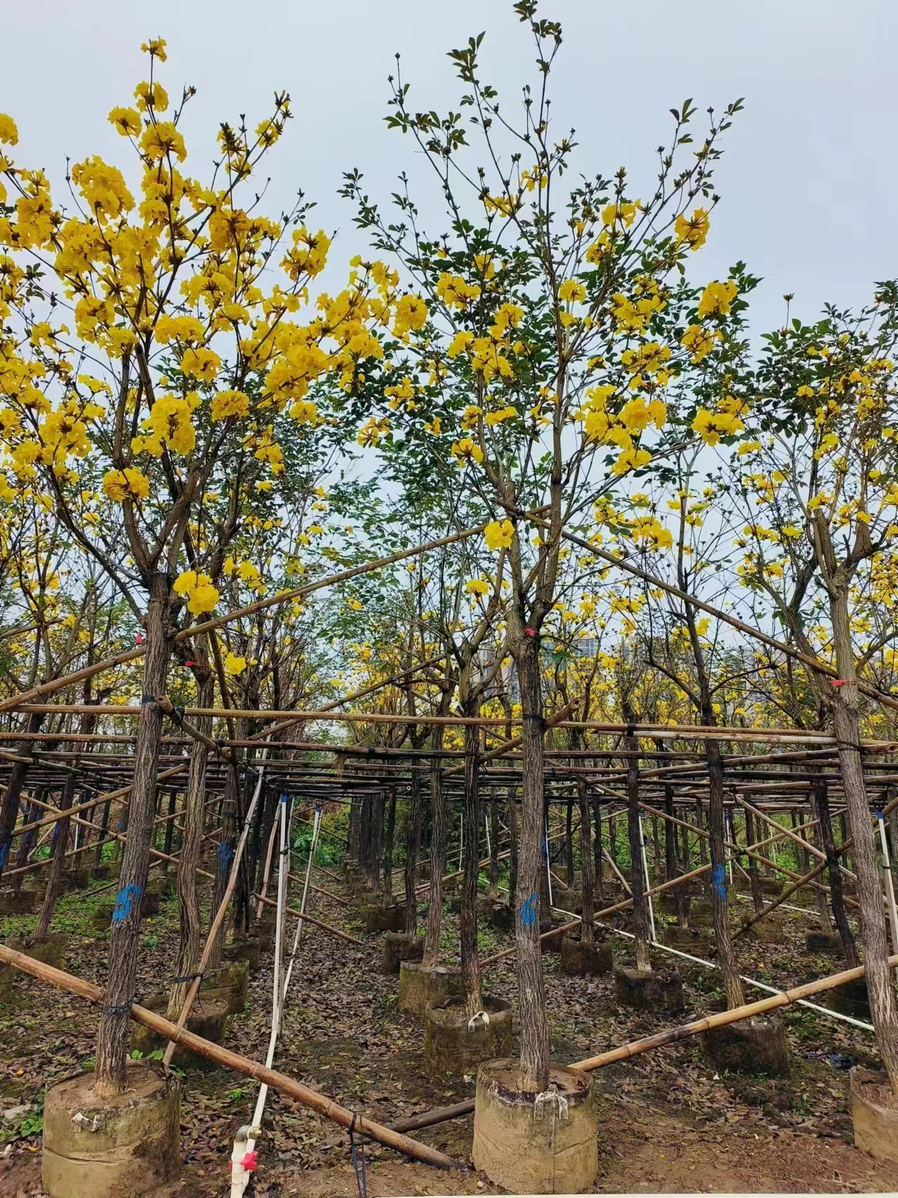 植树管家--今年的植树节，我想“栽”在你手里(图4)