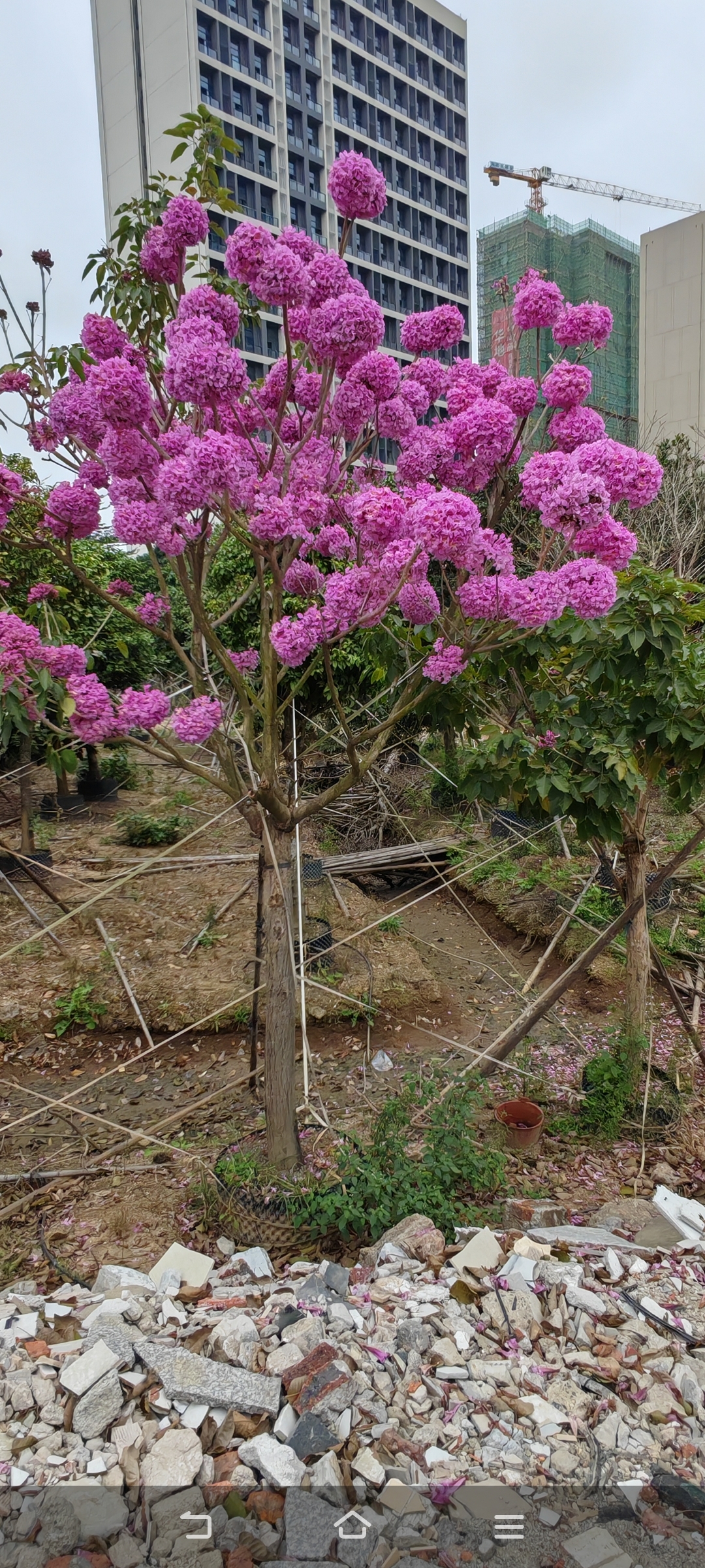 植树管家--今年的植树节，我想“栽”在你手里(图6)